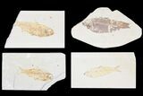 Lot: Green River Fossil Fish - Pieces #81292-3